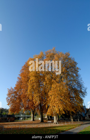 Plan mature / arbres Platanus acerifolia - Preuilly sur Claise, sud Touraine, France. Banque D'Images