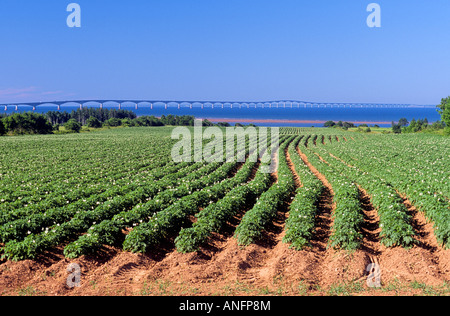 Sur le terrain les agriculteurs avec le Pont de la Confédération au-delà, de l'Île du Prince Édouard au Nouveau-Brunswick à travers le détroit de Northumberland. Banque D'Images