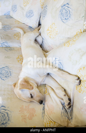 Quatre mois Labrador-Golden Retriever chiot dormir sur la table, Vancouver, Colombie-Britannique, Canada. Banque D'Images