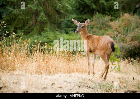 Sensibiliser les jeunes le cerf mulet dans un champ à Salt Spring Island, British Columbia, Canada. Banque D'Images