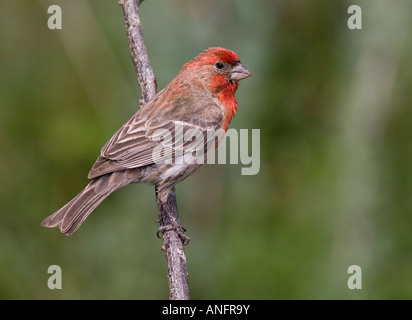House Finch, Canada. Banque D'Images