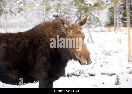 (Alces alces), femelle orignal dans la neige fraîchement tombée, le Canada. Banque D'Images