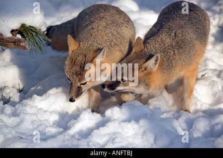 (Vulpes velox), les renards véloces jouent dans la neige, au Canada. Banque D'Images