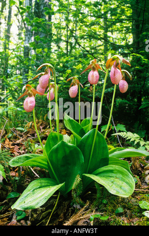 Rose à fleurs Lady's Slipper orchid (Cypripedium acaule), Prince Edward Island Provincial Park, Prince Edward Island, Canada. Banque D'Images