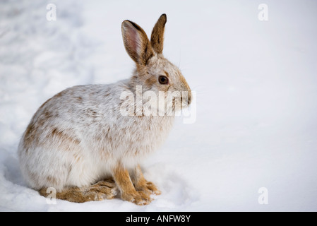 Le lièvre (Lepus americanus) en manteau d'hiver, le Canada. Banque D'Images