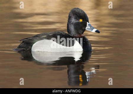 Male fuligule à collier, British Columbia, Canada. Banque D'Images