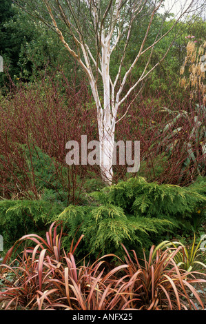 Le Betula jacquemontii bouleau verruqueux arbre arbres Écorce blanc hiver Banque D'Images