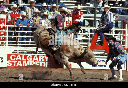 Bull rider au Stampede de Calgary, Calgary, Alberta, Canada. Banque D'Images