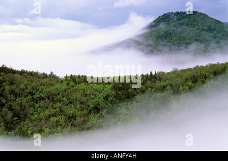 Le brouillard entoure la forêt de montagne du nord du Cap, Cape Breton, Nova Scotia, Canada. Banque D'Images