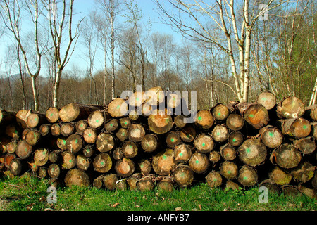 Grumes coupées à Forest Park Banque D'Images