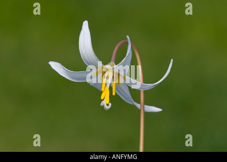 Fauve blanc Lily (Erythonium oregonum), Canada. Banque D'Images