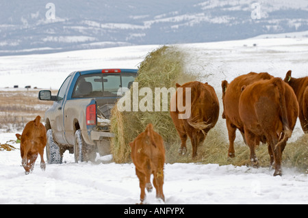 Angus rouge (Bos taurus) femmes à la suite des balles de foin que cela se déroule à partir de lifter en arrière de camionnette, Ranch, sud-ouest de l'Alberta Banque D'Images