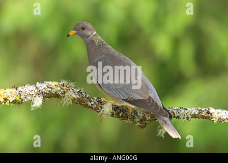 Le pigeon à queue barrée (Patagioenas fasciata), Canada. Banque D'Images