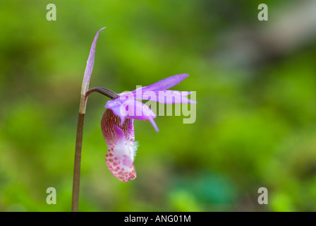 Fairy slipper (Calypso bulbosa), Canada. Banque D'Images