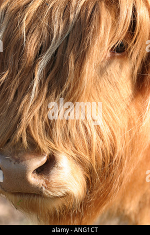 Close-up of Highland cattle Banque D'Images