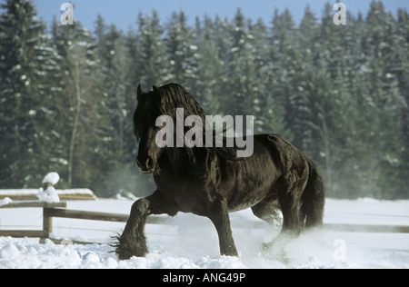 Cheval frison - walking in snow Banque D'Images