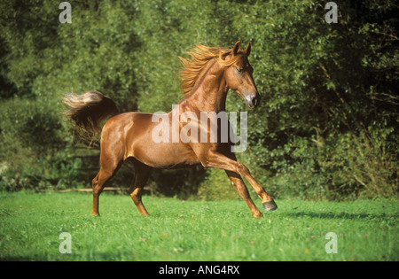 Américain Saddlebred. Châtaignier adulte galopant sur un pré Banque D'Images