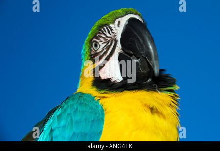 Un contraste élevé Photo en gros plan d'un perroquet ara Banque D'Images