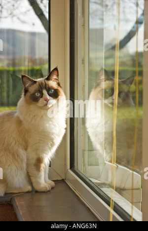 '8 mois' arbre chat Ragdoll seal bicolor assis sur une tablette de fenêtre dans une maison anglaise Banque D'Images