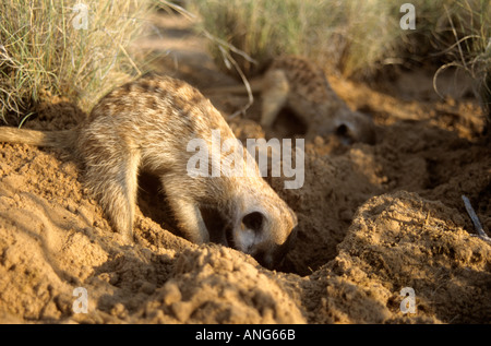 Meerkat mâles adultes (Suricata suricatta) creuser pour l'alimentation, Northern Cape, Afrique du Sud Banque D'Images