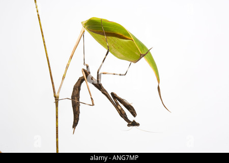 Mante brindille espèces Pseudempusa sur fond blanc Banque D'Images