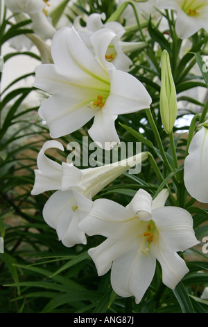 Lilas de Pâques, Lilium longiflorum, Liliaceae Banque D'Images