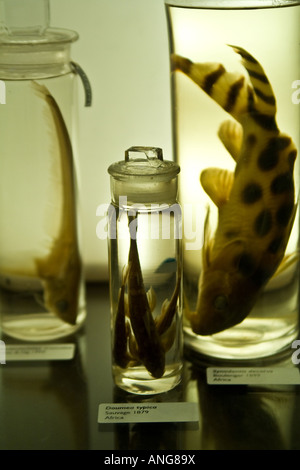 Les spécimens de poissons en pots dans un musée des sciences naturelles Banque D'Images