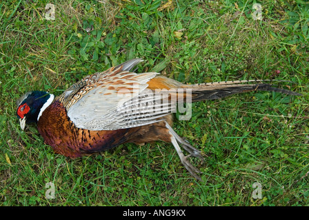 Game Bird Shoot Royaume-Uni. Un faisan mort tué, tué pour le sport. HOMER SYKES 2000 AU ROYAUME-UNI Banque D'Images