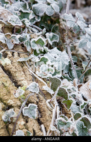 Le gel couvrait la lierre, l'hédera et les feuilles de saumure rubus fruticosus accrochant à l'écorce d'un arbre Banque D'Images