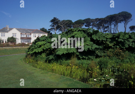 Gunnera manicata au premier plan et un petit hôtel blanc dans la brume près de Cornwall Falmouth, England U K Banque D'Images