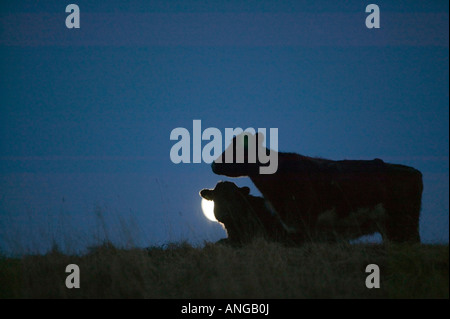 Une vache avec un lever de lune derrière à Ambleside Cumbria UK Banque D'Images