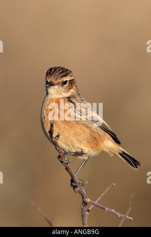 Saxicola torquata Stonechat femelle sur alerte à la brindille fen drayton cambridgeshire Banque D'Images