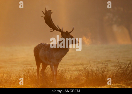 Daims Cervus dama buck photographié dans la brume au lever du soleil dans la campagne du Cheshire, Royaume-Uni Banque D'Images