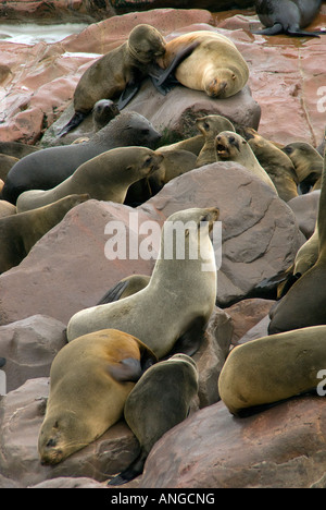 Les otaries à fourrure du Cap, y compris les soins infirmiers mère pup sur rocky rive de l'Atlantique à Cape Cross dans la côte ouest de l'aire de loisirs touristiques Banque D'Images