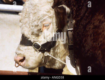 Salon de l'agriculture à Bull Banque D'Images