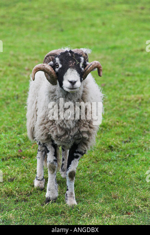 Un bélier. Capesthorne Hall, Siddington, Cheshire, Royaume-Uni. Banque D'Images