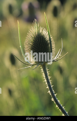 (Cardère commune Dipsacus fullonum) Banque D'Images