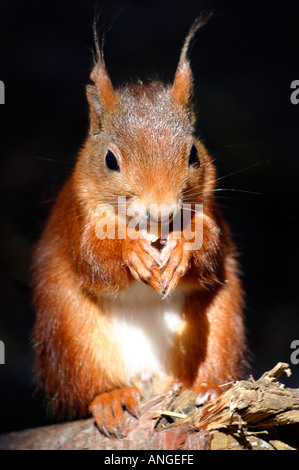 L'écureuil rouge de manger des noix en Formby pinewoods, Angleterre Banque D'Images