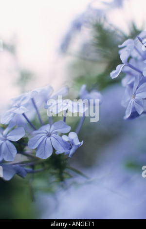 Leadwort plumbago auriculata (CAP) Banque D'Images