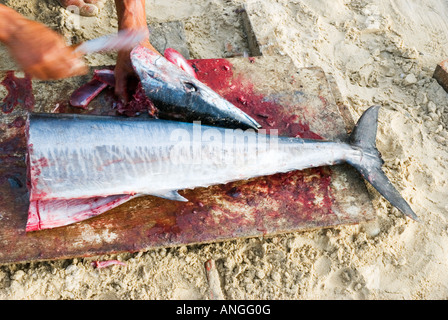 Une couleur image paysage d'un Barracuda fraîchement pêché étant coupées en morceaux Banque D'Images