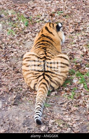 Tigre de Sibérie, Panthera tigris altaica, vu sur l'arrière Banque D'Images