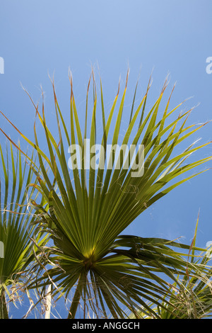 Le feuillage de palmier contre et ciel bleu Banque D'Images