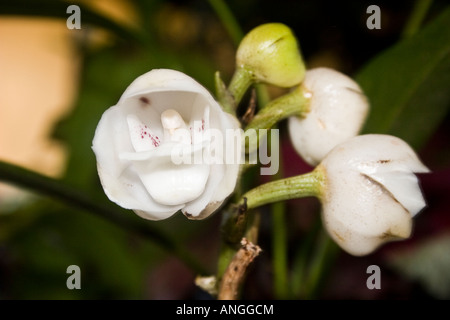 Flor del Espiritu Santo - Saint-esprit Orchid - Peristeria elata. Cette fleur est République de Panama's fleur nationale Banque D'Images