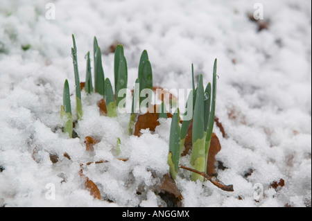 Les jonquilles poussant jusqu'à la fonte des neiges Ambleside UK Banque D'Images