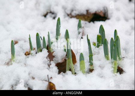 Les jonquilles poussant jusqu'à la fonte des neiges Ambleside UK Banque D'Images