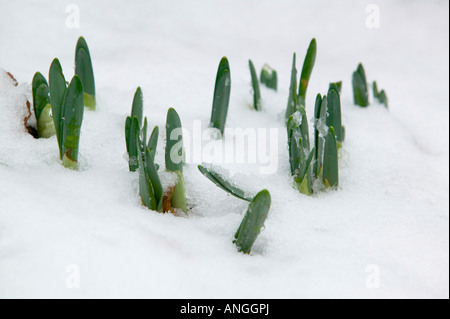 Les jonquilles poussant jusqu'à la fonte des neiges Ambleside UK Banque D'Images