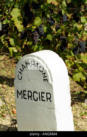 Champagne Mercier pierre marqueur dans le vignoble. Epernay France Europe UE Banque D'Images