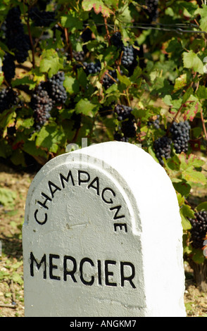 Champagne Mercier pierre marqueur dans le vignoble. Epernay France Europe UE Banque D'Images