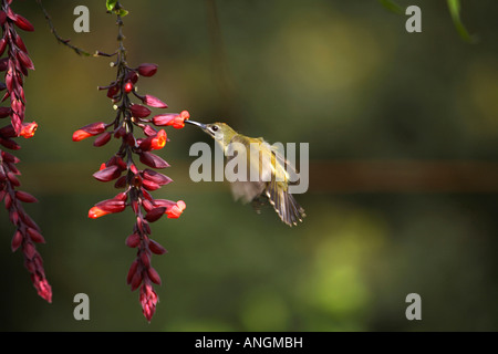 Peu spiderhunter Arachnothera longirostra, sucer, l'teur de la fleur à Pariyar, Kerala Banque D'Images