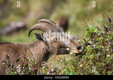 Hemitragas hylocres Nilgiri Thar, à Eravikolum, Parc National, Kerala Banque D'Images